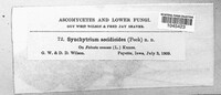 Miyabella aecidioides image